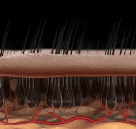 Stop Hair Loss and Regrow Thicker Hair in Just Weeks